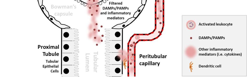 through filtration and peritubular capillary-tec