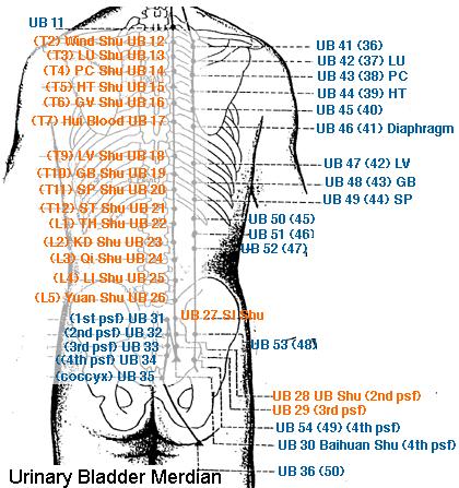 UB 54 Zhi Bian Lowermost Edge In the depression 3 cun lateral to the sacral hiatus or spinous process of the 4th sacral vertebra.