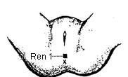 Ren 01 Hui Yin Meeting of Yin Nourishes Yin, Promotes resusitation, Resolves Damp Heat, Benefits Essence, In the centre of the perineum, midway between the anus and the scrotum or posterior labial