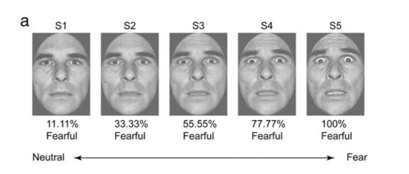 Running head: NEUROBEHAVIORAL MECHANISMS OF FEAR GENERALIZATION 6 Figure 1: Range of faces subjects viewed within the fmri scanner The task within the scanner consisted of three phases: