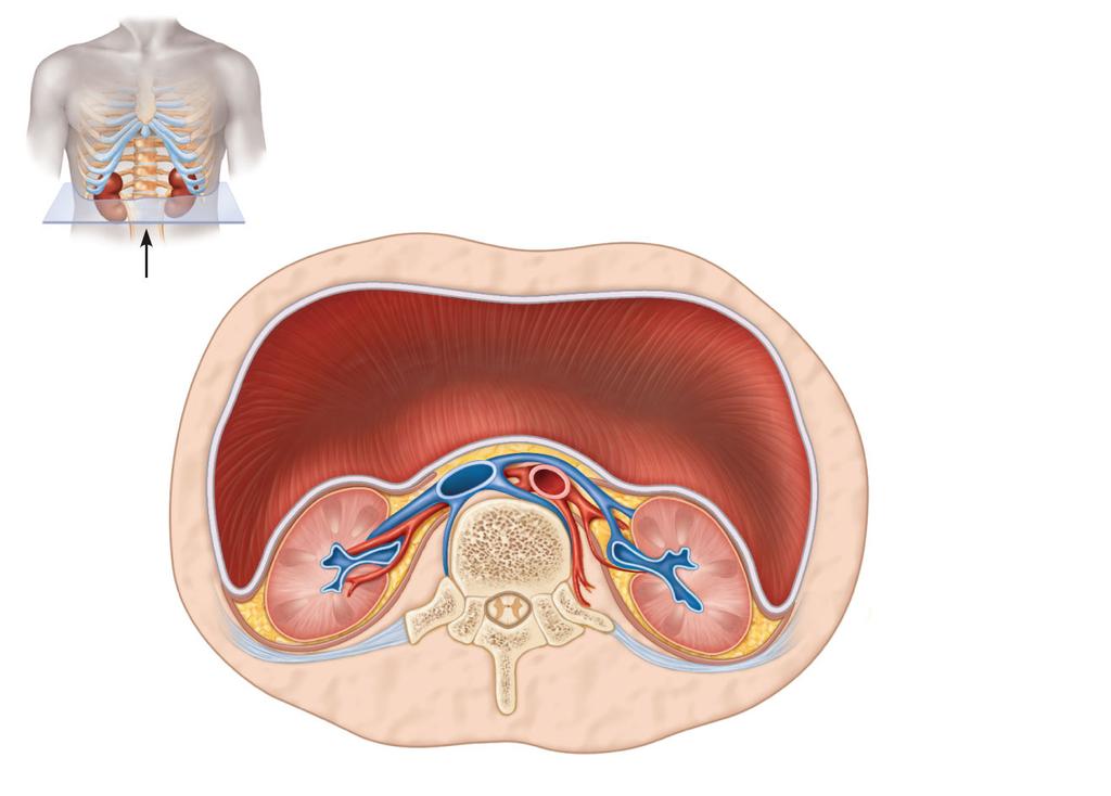 Peritoneum Renal vein Renal artery Body of vertebra L 2 Body wall (a) Anterior Peritoneal cavity (organs removed) Posterior