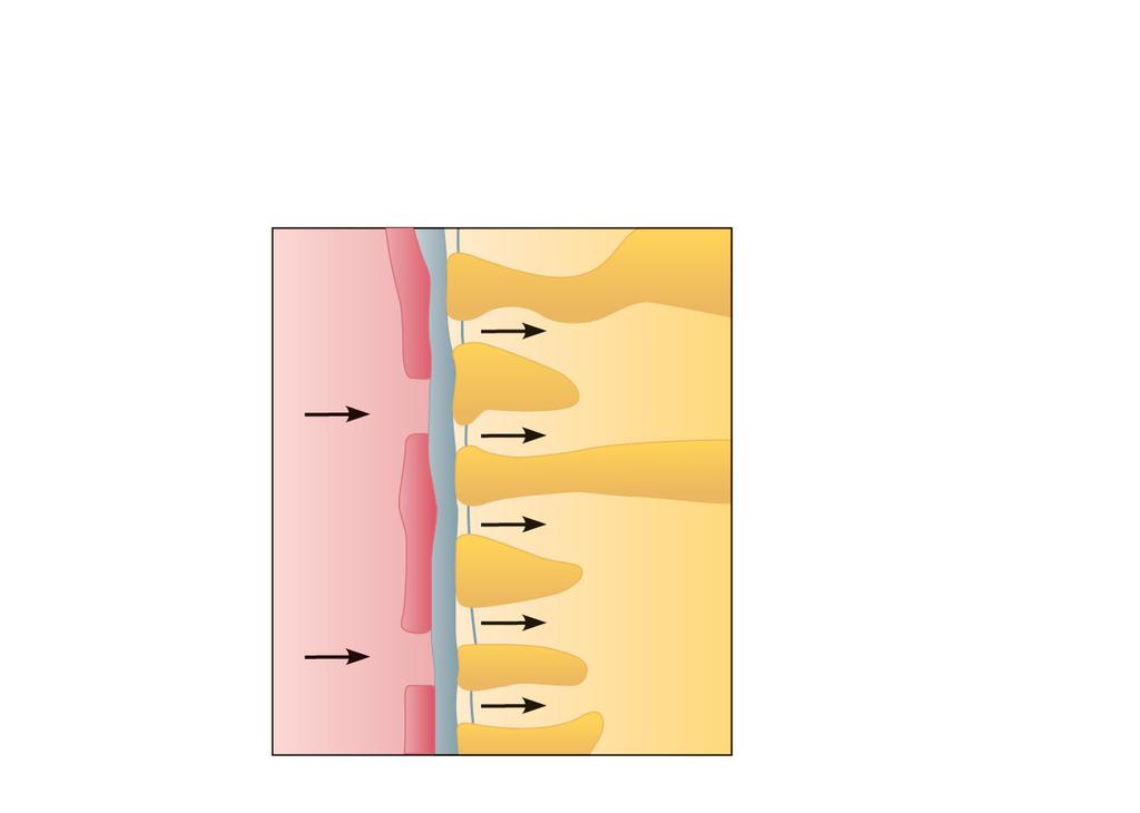Capillary Filtration membrane Capillary endothelium Basement membrane Foot processes of podocyte of glomerular capsule Filtration slit