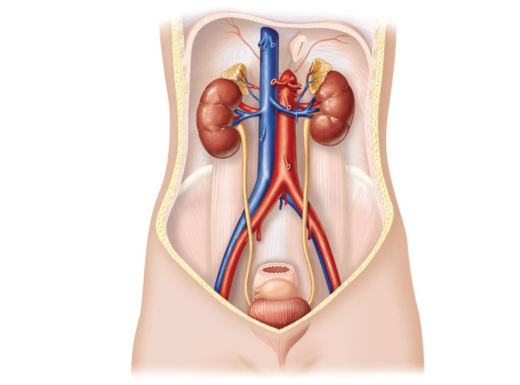 Hepatic veins (cut) Esophagus (cut) Inferior vena cava Adrenal gland Aorta Iliac crest Renal artery Renal hilum