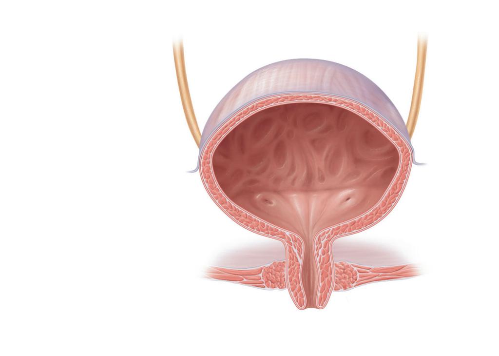 Peritoneum Ureter Rugae Detrusor muscle Ureteric orifices Bladder neck Internal urethral sphincter External
