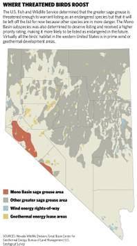 ALEX RICHARDS / LAS VEGAS SUN The basics about these birds The greater sage grouse lives in 11 states in the Intermountain West, including Nevada.