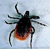 When Are Ticks Active?