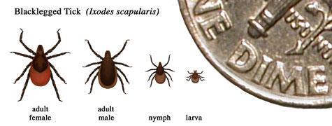 Tickborne Diseases Transmitted by Ixodes scapularis (the black-legged tick, or deer tick) Lyme Disease (Borrelia burgodorferi) Early and late manifestations, persistent symptoms in some Babesiosis