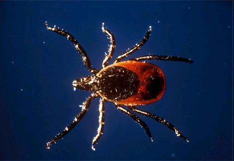 Where Do You Find Ticks Blacklegged ticks live in wooded, brushy areas that provide food and cover for white-footed mice, deer and other small or large mammals.