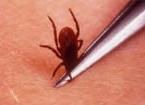 Removing Ticks To remove a tick, follow these steps: Using a pair of pointed precision* tweezers, grasp the tick by the head