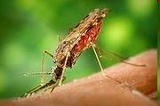 Mosquitoes Diseases West Nile Virus (WNV) - West Nile virus is a disease transmitted to people, horses, and birds. It is the most commonly reported mosquito-transmitted disease in Minnesota.