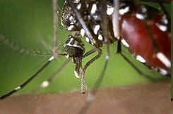 Symptoms The typical incubation period for West Nile is 2-6 days, although it can be as long as 15 days.