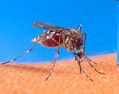 West Nile Encephalitis Less than 1% of those infected with West Nile will develop severe neurological symptoms consistent with encephalitis or meningitis.