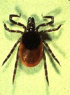 Commonly Recognized Tick-borne Diseases Lyme Disease - Lyme disease is a potentially serious bacterial infection affecting both humans and animals.