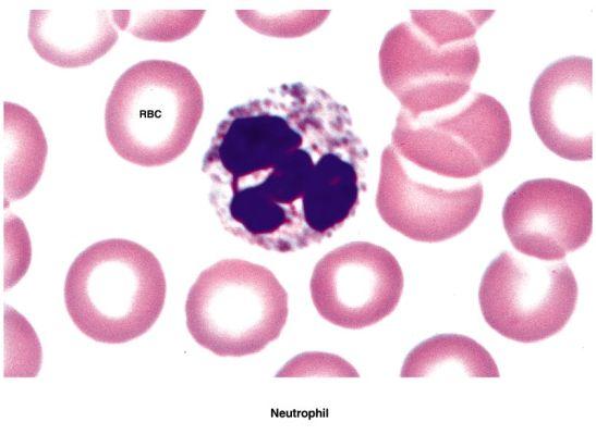 Neutrophils Eosinophils Basophils Monocytes Lymphocytes Types of WBCs granulocytes agranulocytes Note that many of these