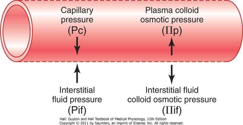 Overall Fluid Movement (Starling forces) P c = Hydrostatic pressure in capillary P i = Colloid osmotic pressure of interstitial fluid P i