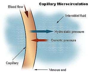 The Starling's forces: The hydrostatic capillary pressure: outwards, averages 35 mmhg (arteriolar ends) and 12 mmhg (venular ends).