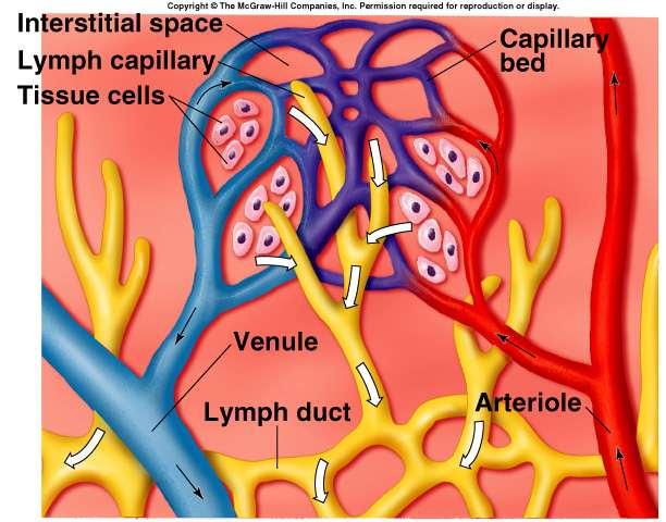 Lymphatic System 3 basic functions: Transports interstitial (tissue) fluid back to the blood.