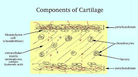 & proteoglycans Cartilage