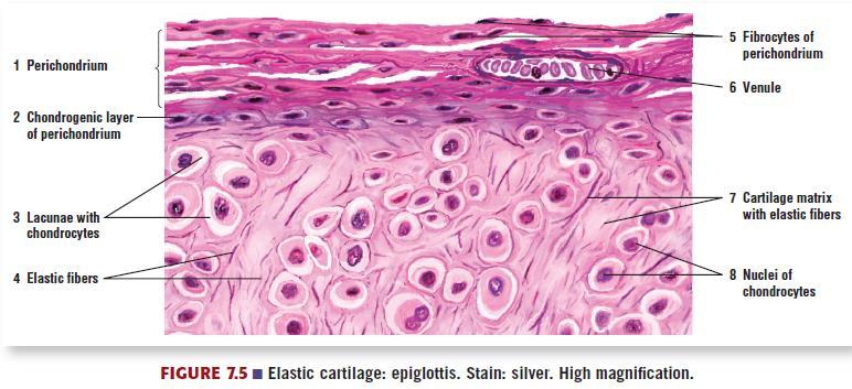 Elastic cartilage is highly flexible and occurs in
