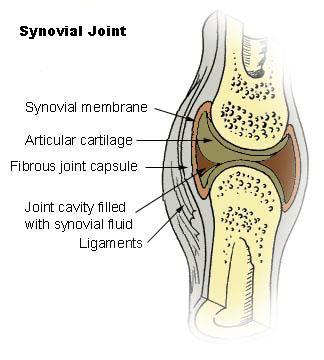 Articular Cartilage The shock-absorbing properties of the joint are due primarily to the articular cartilage and the thin cushion of fluid that fills the space between the bones.