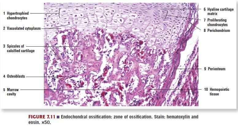 Intramembranous ossification is the embryonic development of flat