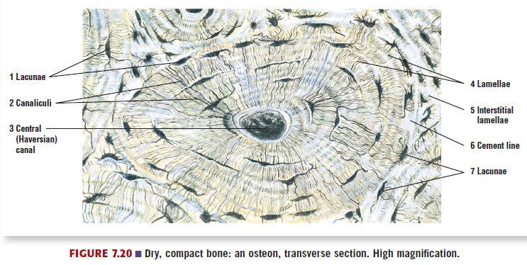 Compact Bone Structure The structural units of a compact bone matrix are the osteons (Haversian systems) Lamellae are thin plates of bone that contain osteocytes in almond-shaped spaces called
