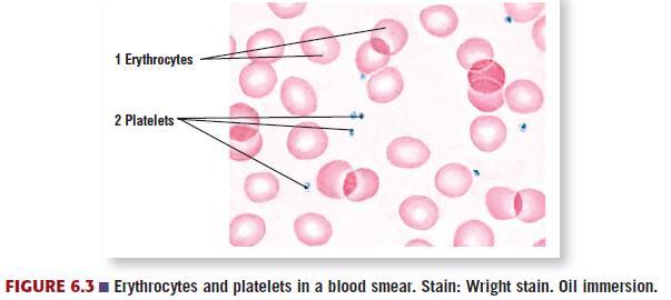 in blood clotting to prevent blood loss; NOT