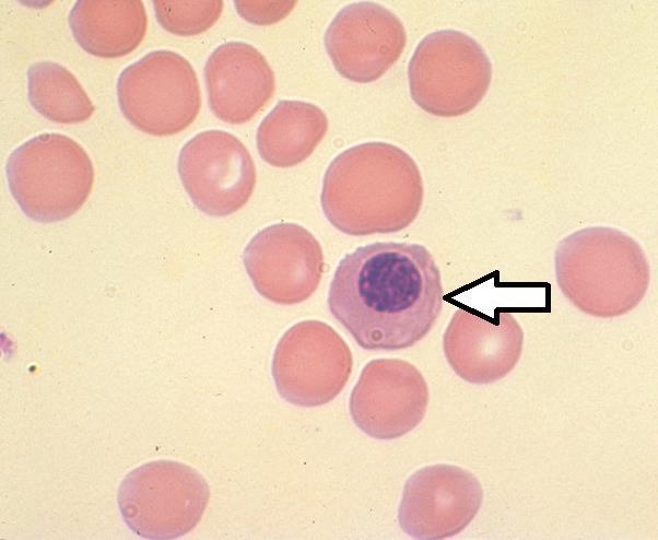 9. Name the cell type