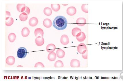 Play a major role in destroying parasitic infestation Lymphocytes Lymphocytes: Essential for immunologic