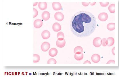 Monocytes Monocytes:
