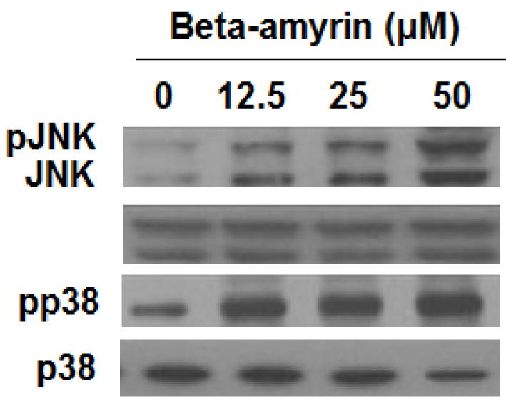 Effect of beta-amyrin on the phosphorylation of JNK and p38 as indicated by western blotting. The experiments were carried out in triplicate.