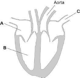 7 Figure shows a diagram of the human heart. Figure (a) Name parts A and B. A B (2) (b) What is the function of blood vessel C? Tick one box.