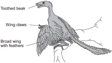 (b) The drawing shows what an Archaeopteryx might have looked like when it was alive. Scientists think that Archaeopteryx was a predator. (i) Look at the drawing.