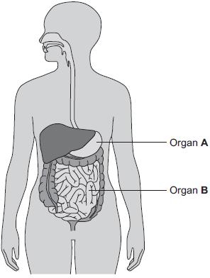 26 The diagram below shows the human digestive system. (a) (i) What is Organ A? Draw a ring around the correct answer.
