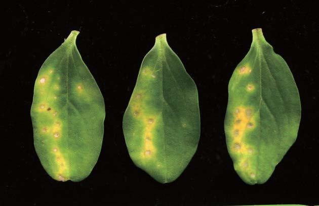 orbiculare, the mtk1 mutant DMT1, the maf1 mutant DMA5, the scd1 mutant SCD1REP1-1 were grown on potato dextrose agar medium for 1 week.