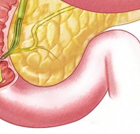 duodenum (first part of the small intestine).