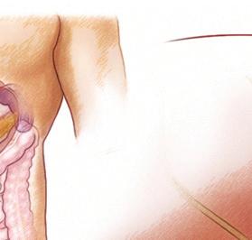 Liver Gallbladder Stomach Small intestine A healthy