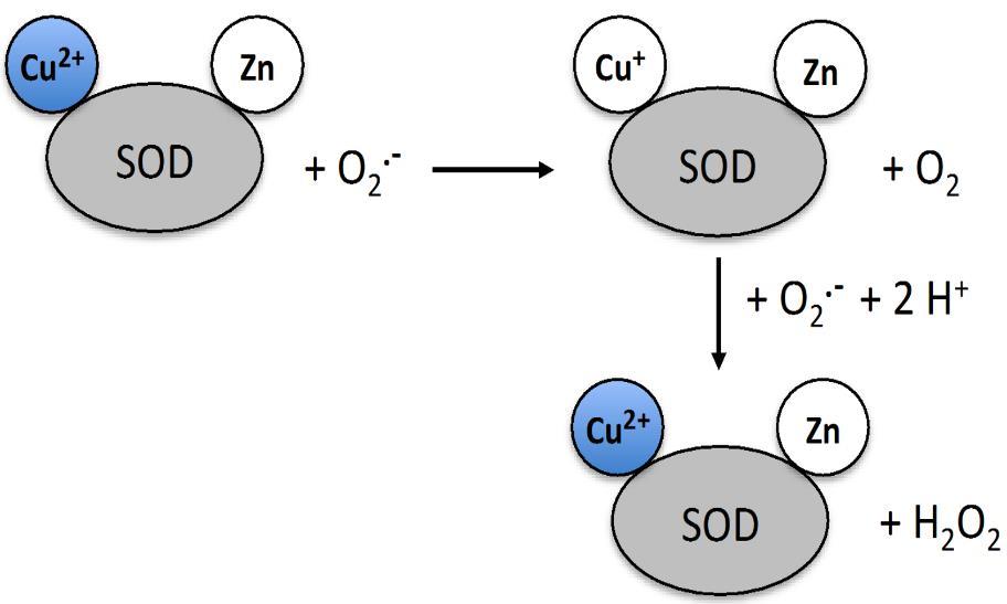 1.4.1.1. Superoksid dismutaza - SOD Pripada visoko konzerviranim enzimima i čini prvu liniju obrane enzimskog zaštitnog sustava jer katalizira uklanjanje superoksidnog radikala, prvog produkta