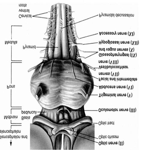 Anatomy of the brainstem reflexes pupillary light reflex (II / III) corneal reflex (V / VII) motor response in cranial nerve