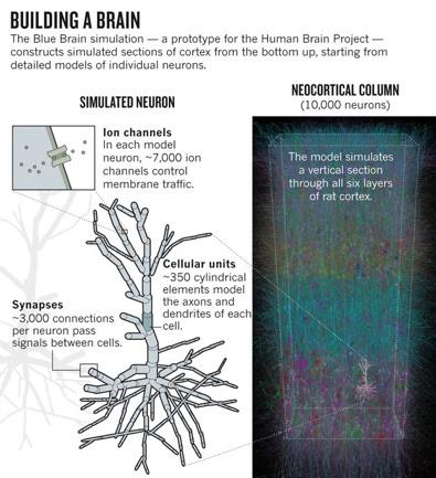 Neurons in silico Artificial neural networks is a major strand in computational neuroscience, machine learning, and artificial intelligence
