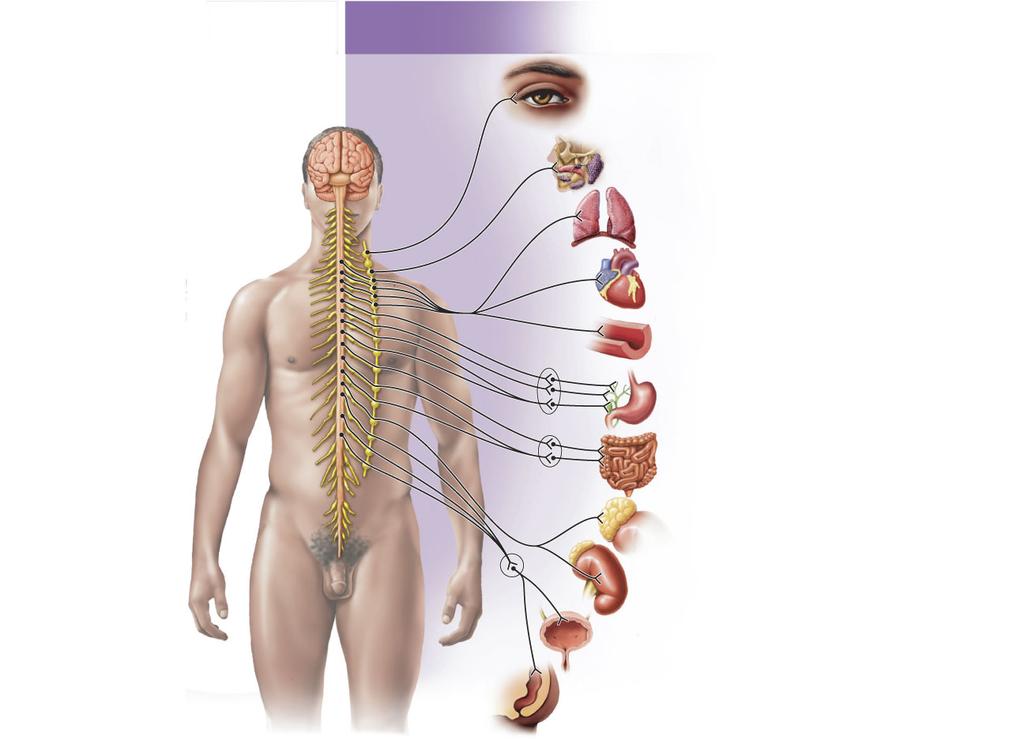 PNS Sympathetic Nervous System Sympathetic Nervous System (Thoracic and lumbar regions of spinal cord) Dilates pupil Decreases salivation Increases breathing rate Increases heart rate Narrows blood