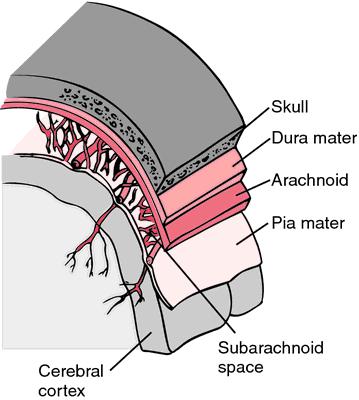 Meninges There are three layers of the meninges: 1.