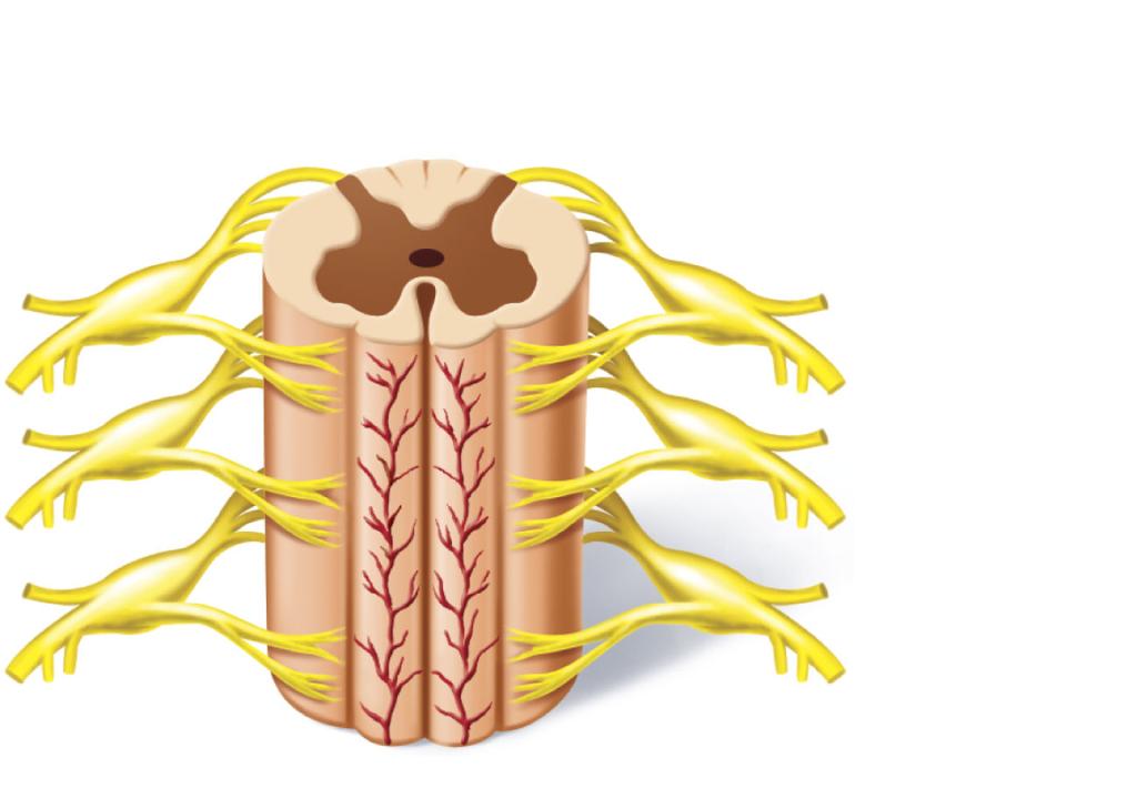 Spinal Cord White matter Gray matter Dorsal root Dorsal-root ganglion
