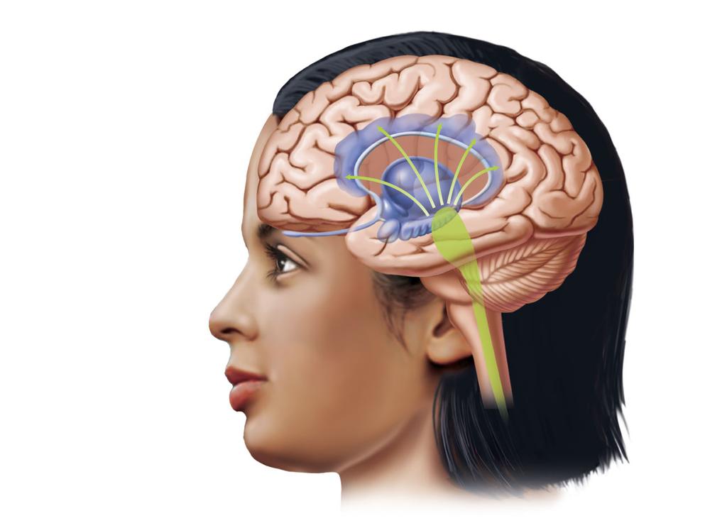 Cerebrum Thalamus Hypothalamus Memory
