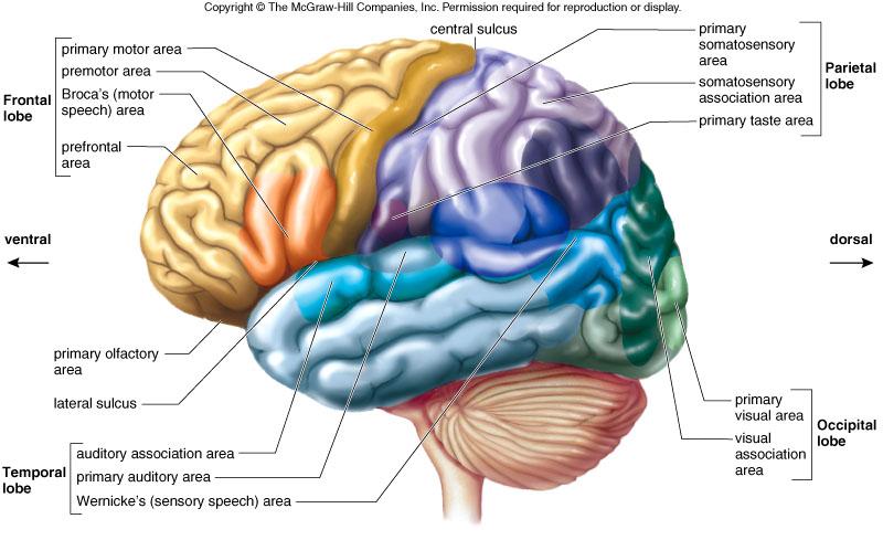 Cerebrum Functions as the: Sensory area for: touch, vision, hearing, and olfaction.
