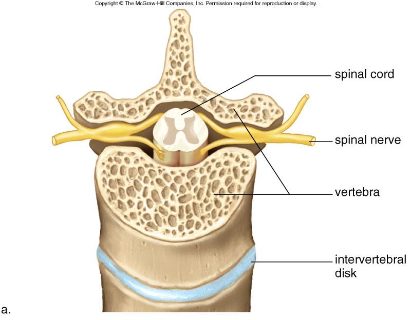 Spinal Cord Spinal Cord extends from the base of the brain down the back transmits messages between the brain and the rest of the body. There is cerebrospinal fluid in a central canal.