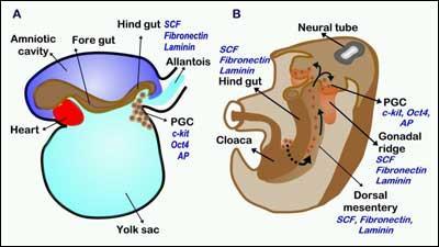 Pathology- histogenesis Primordial germ cells become