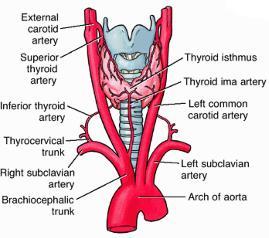 1. Superior Thyroid Artery: Arterial Blood Supply Arises from ECA Reaches sup. aspect of gland divides ant. & post. Branches 2.