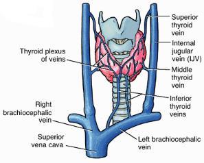 Venous Drainage of Thyroid Gland Thyroid venous plexus 3 pairs of veins 1. Superior Thyroid Vein: Upper part IJV 2. Middle Thyroid Vein: Middle part IJV 3.