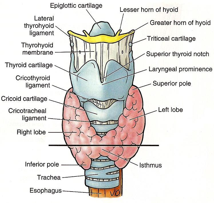 Relations of the Thyroid Gland Medial: thyroid & cricoid cartilages (upper)